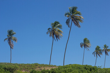 Naklejka premium beautiful landscape with coconut trees on a blue sky and sunny day