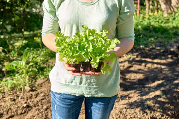 Fototapeta premium Woman gardener holding seedling pots with young lettuce seedlings. Horticulture sostenible. Gardening Hobby. Healthy organic food concept.