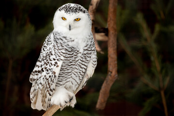 Snowy owl, Nyctea scandiaca, a white rare bird with yellow eyes, sitting on a branch. Wildlife scene from nature.