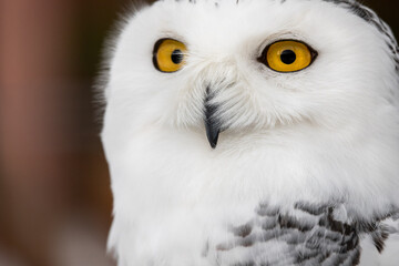 Portrait of Snowy owl. White owl with black spots, bright yellow eyes.