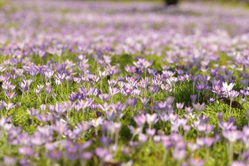 Fototapeta premium A field of purple crocus' in spring