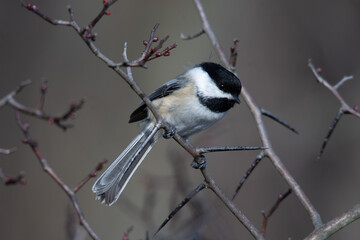 black capped chickadee