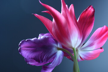 violet and purple tulip on a dark blue background, close-up.