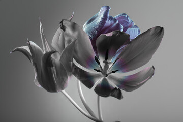 blue and gray tulips on a gray background, close-up, studio shot.