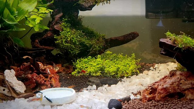 Aquatic plants aquarium set with fish and shrimp in water tank.