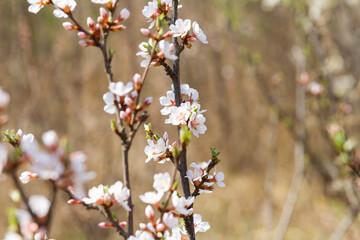 Spring flowers sprouting texture background.