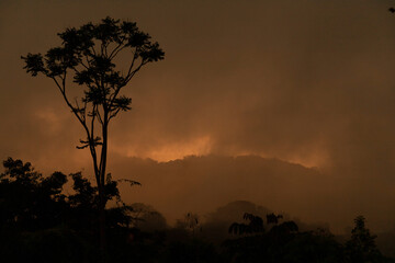 Fototapeta na wymiar Sillouette of a tree Sunset Sunrise in the fog Costa Rica Copy Space