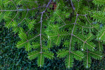 Fototapeta na wymiar Fresh evergreen branch of a coniferous tree with sunlight as green summer background. Decorative tree in the garden