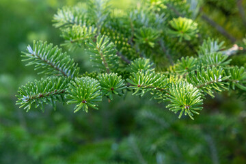 Fresh evergreen branch of a coniferous tree with sunlight as green summer background. Decorative tree in the garden
