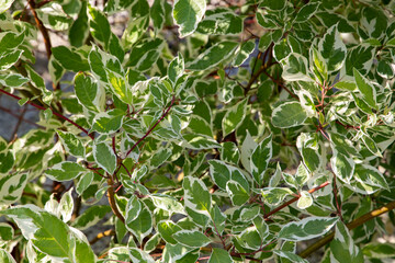 Albomarginata trees garden cultivation. Decorative leaves background