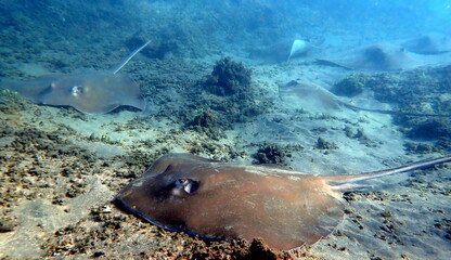 Costa Rica Pacific sea life