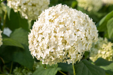 white big hortensia flower bush. Natural floral vertical backdrop