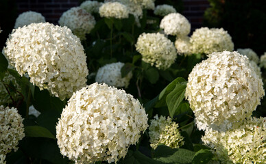 Hydrangea bush in a beautiful ornamental cottage garden