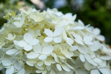 White hortensia flower bush. Natural floral backdrop