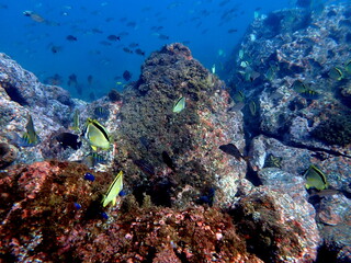 Costa Rica Pacific sea life