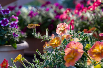 Beautiful orange flower of marigold on the sunlight. Decorative cultivated variety in the garden
