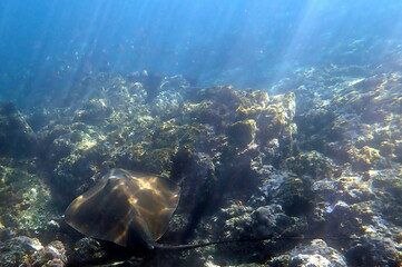Naklejka premium Costa Rica Pacific sea life