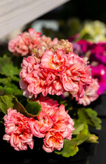 Closeup of selective rosebud gentle pink pelargonium large flower inflorescences. Potted plants cultivation in the open air