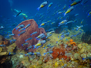 Barrel Sponge amid a school of Creole Wrasse