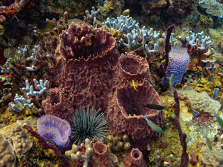 Obraz premium Corals competing for space on a healthy reef in St Lucia