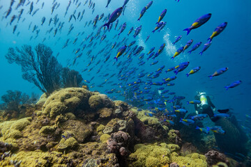 Scuba Diver swimming through a school of Creole Wrasse