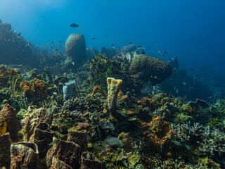 Life on a Healthy Coral Reef in St Lucia