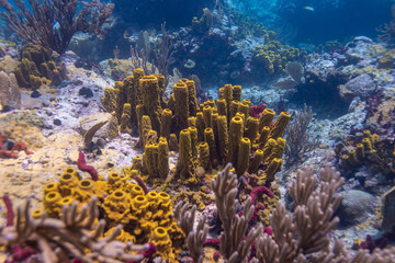 Fototapeta na wymiar Sponges growing on the reef in St Lucia