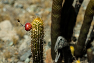 ladybird on a branch