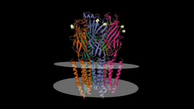 Cryo-EM structure of human glycine receptor alpha2-beta heteromer, glycine bound, semi-open state. Animated 3D cartoon and Gaussian surface models, chain id color scheme, PDB 5bkg, black background.