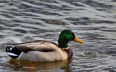 Closeup of a Mallard duck swimming with water dripping from it's bill.