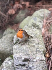 European cute Robin perched on a stone.