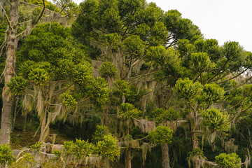 Fototapeta premium trees in the forest