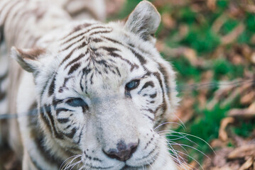 White big tiger, bleached tiger in autumn park laying and walk, close up