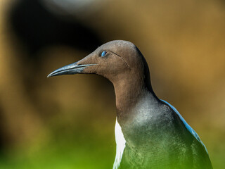 Guillemot in foreground, the famous Nordic bird, image captured in a Ireland island