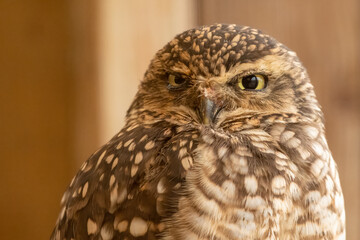 Burrowing owl (Athene cunicularia) portrait. Funny American owl closeup shot.