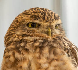 Burrowing owl (Athene cunicularia) portrait. Cute American bird. 