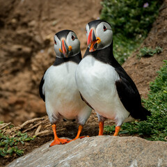Two puffins, the famous and cute little Nordic bird, image captured in a Ireland island