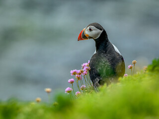 Puffin in foreground, the famous and cute little Nordic bird, image captured in a Ireland island

