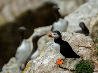 Puffin in foreground with guillemots, image captured in a Ireland island