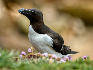 Razorbill in foreground, image captured in a Ireland island
