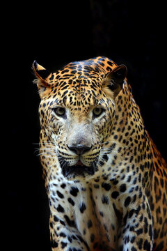 Portrait of javan leopard at night, Indonesia