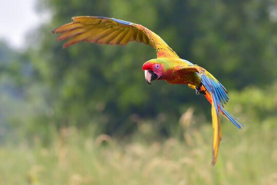 Yellow macaw bird in flight, Indonesia
