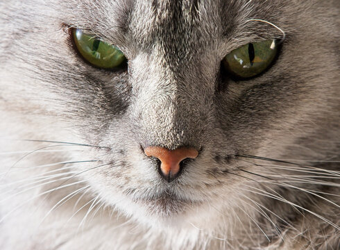 Close-up portrait of a grey tabby cat's face