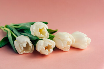 Bouquet of white tulips on pink background. Women's day, Mother's day, spring concept. Close up