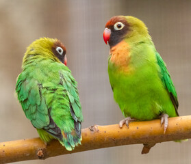 Fototapeta na wymiar Pair of black-cheeked lovebirds (Agapornis nigrigenis) perched on a branch. Cute parrot portrait.
