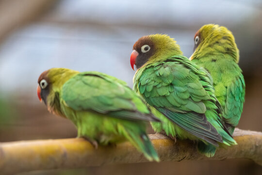 Black-cheeked lovebirds perching in an enclosure. Sweet African parrot species.
