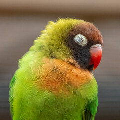 Sleepy black cheeked lovebird (Agapornis nigrigenis). Cute African parrot species.  © Alex Cooper