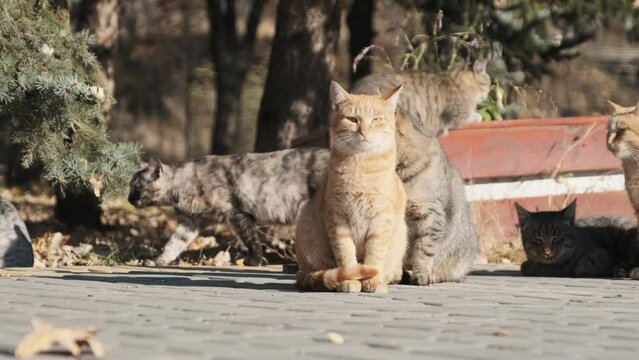 Lot of homeless cats are sitting together in a public park in nature, Slow Motion. A flock of multicolored cats in the city park. A group of stray cats is walking on a sunny day in nature, in autumn.