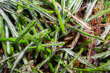 Close up photo of frozen grass surface texture background.