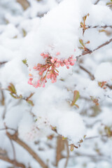 Pink lilac buds under the snow in a vertical